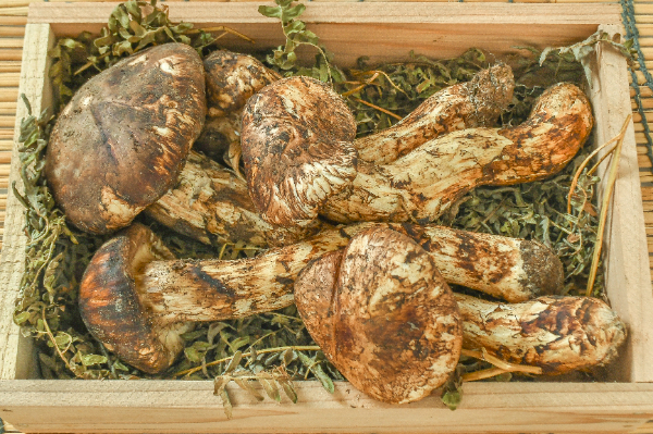 松茸　箱5玉入