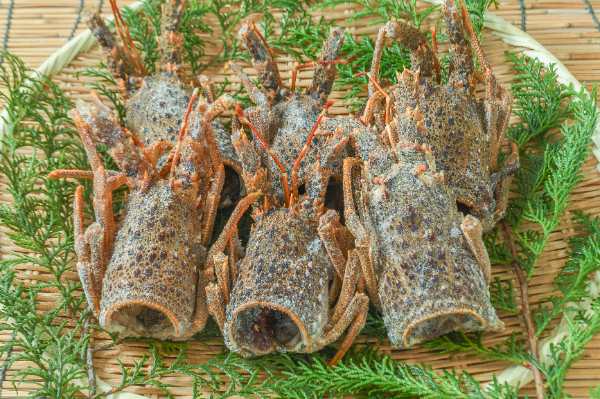 ロブスター海老ヘッド（伊勢海老）1kg