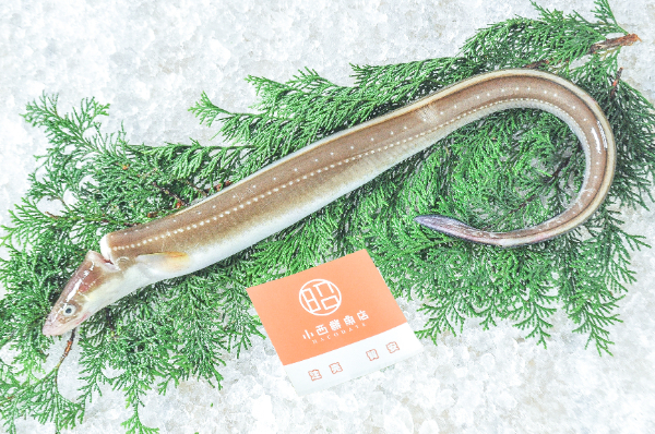 活〆クロアナゴ 【業務用食材の仕入れなら八面六臂】