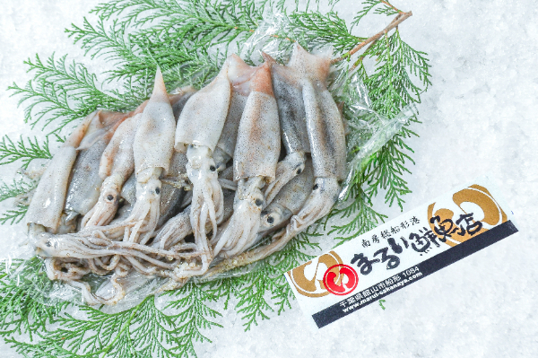 スルメイカ（釣物） 【業務用食材の仕入れなら八面六臂】