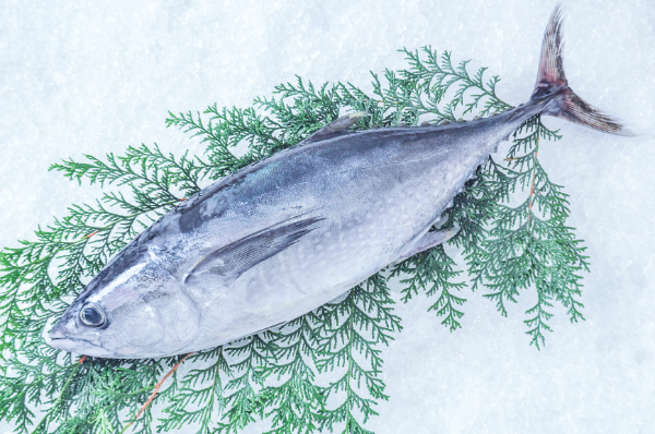 コシナガマグロ（定置網）