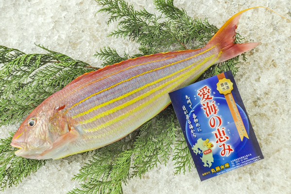イトヨリダイ 釣物 八面六臂