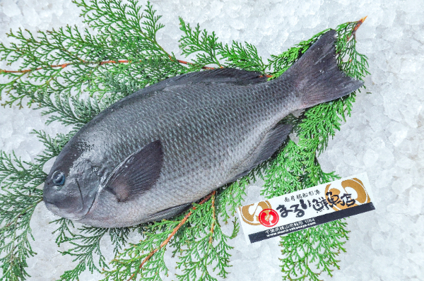 まるい鮮魚店　メジナ（千葉県館山市船形産）