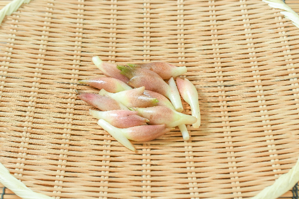 茗荷（B）