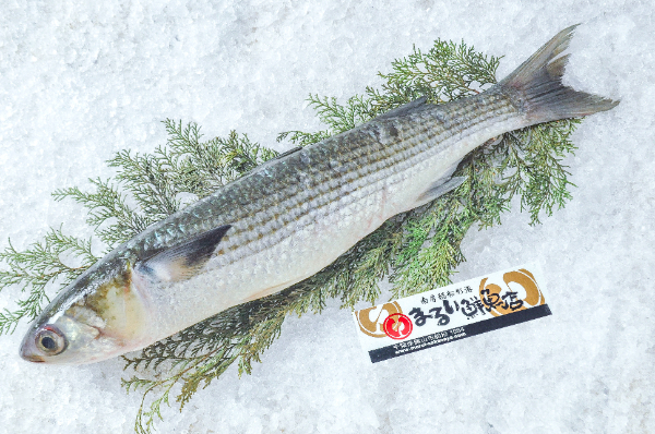 まるい鮮魚店　ボラ（千葉県館山市船形産）