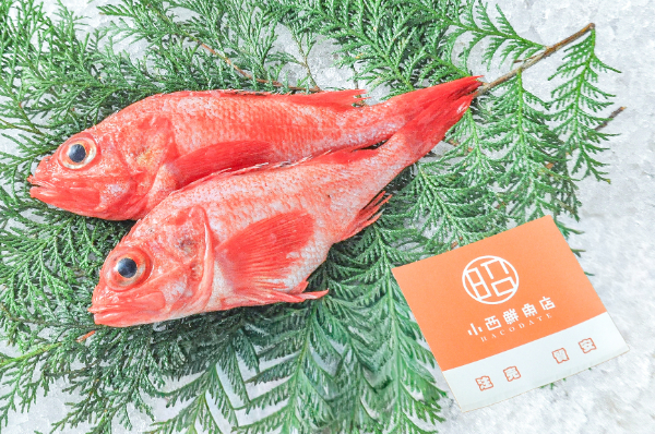 キンキ（定置網）