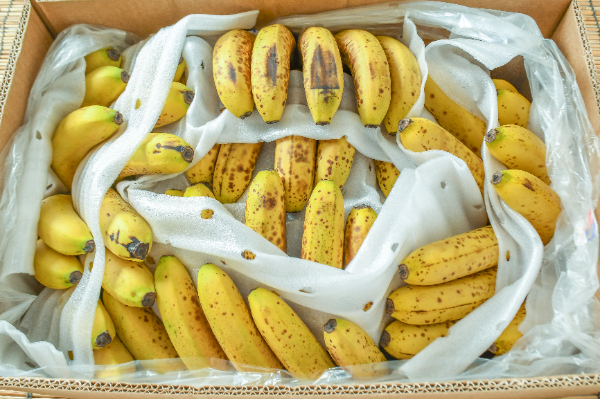 バナナ（加工用）（F）箱10kg