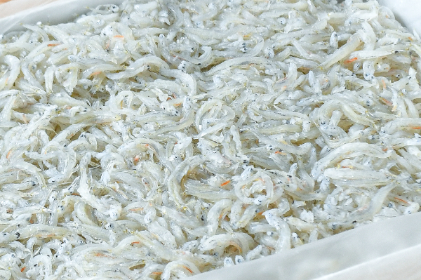 土筆（つくし） 【業務用食材の仕入れなら八面六臂】