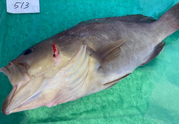 活〆コモンハタ 釣物 八面六臂