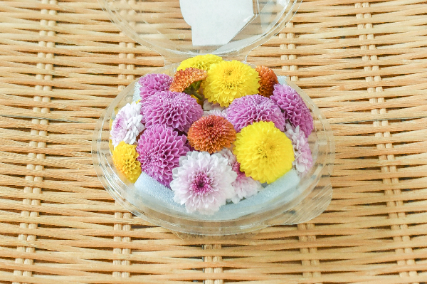 紫小菊ミックス（菊の花）（ドリームポンポン）