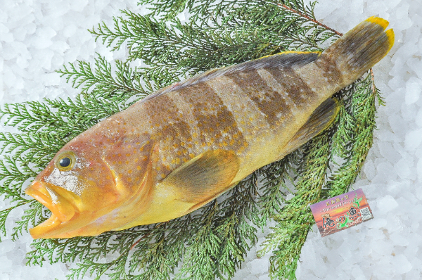 俺の魚　キハタ（アオハタ）（長崎県五島列島産）