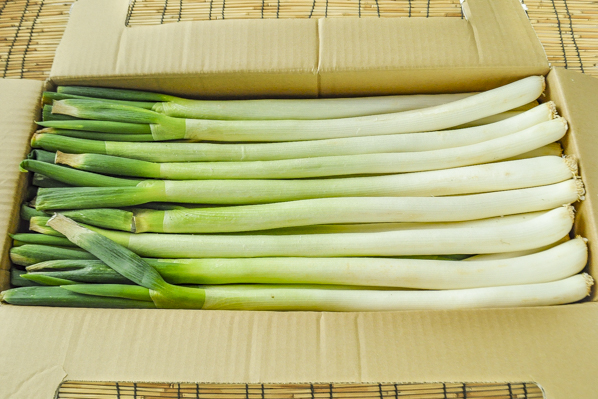 長ねぎ（BL） 【業務用食材の仕入れなら八面六臂】