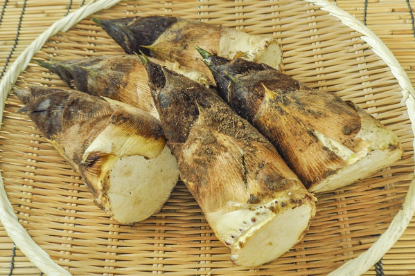 永井　たけのこ　（5-6本入）