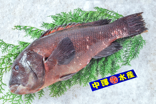 カンダイ（コブダイ）（刺網）