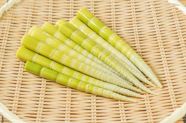 四方竹（たけのこ）400gr