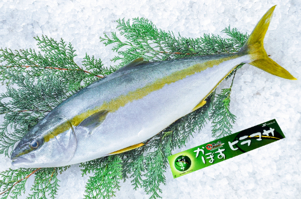 かぼすヒラマサ