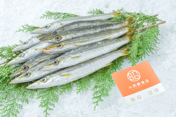 小西鮮魚店　アカカマス 1kg（北海道函館産）