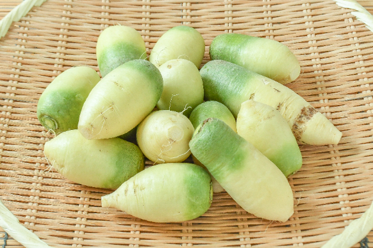 ビタミン大根（青大根）
