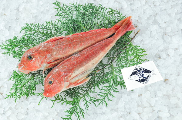 TORAYA　カナガシラ（愛媛県宇和島産）