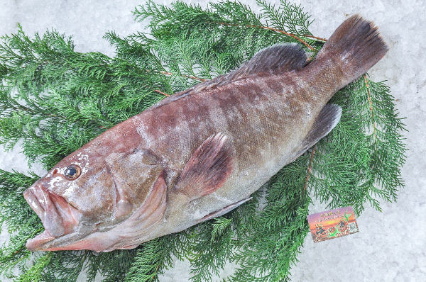 活〆マハタ（釣物）