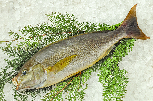 イサキ 釣物 八面六臂