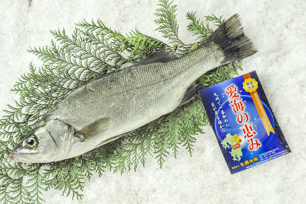 ヒラスズキ 刺網 八面六臂