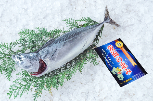 愛海の恵み（丸昌水産）　首折れヒラソウダガツオ（大分県佐伯産）