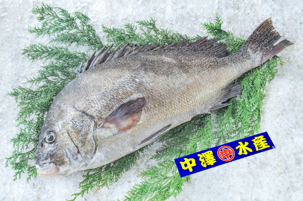 中澤水産活〆コショウダイ