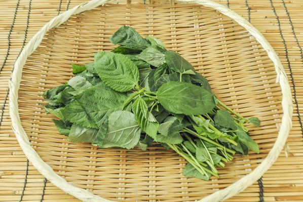 モロヘイヤ 八面六臂