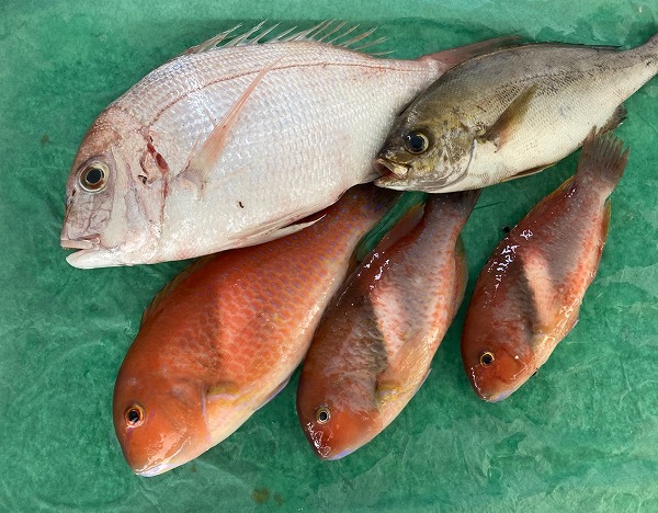 宇和島鮮魚BOX