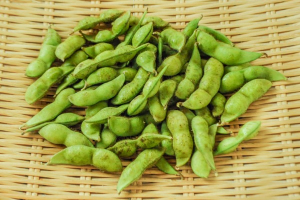 丹波黒豆枝豆
