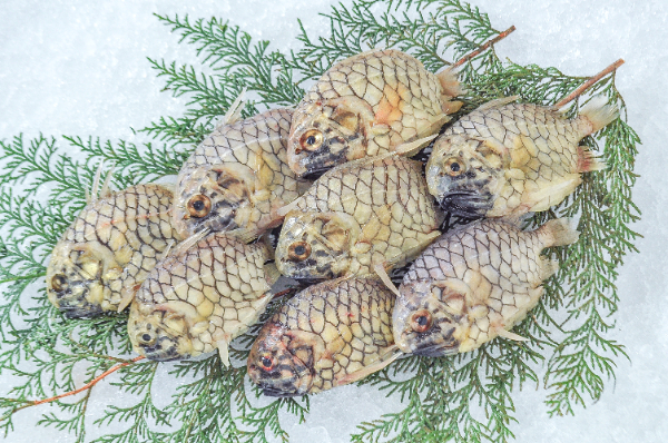 マツカサウオ（網物）