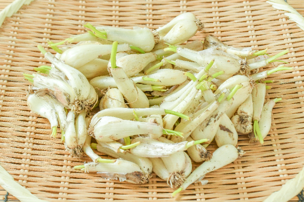 らっきょう　500gr