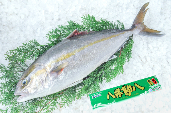 ヒラマサ（平政） 【業務用食材の仕入れなら八面六臂】