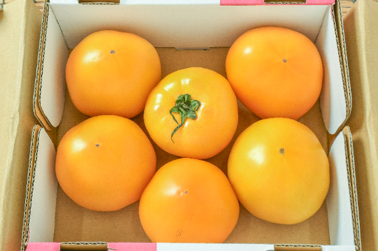 Amela tomato アメーラトマト 値段 Amela Tomato Box アメーラトマト 箱