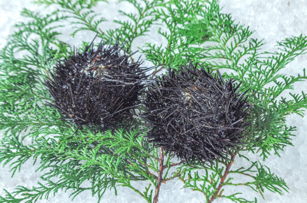 殻付きムラサキウニ 【業務用食材の仕入れなら八面六臂】