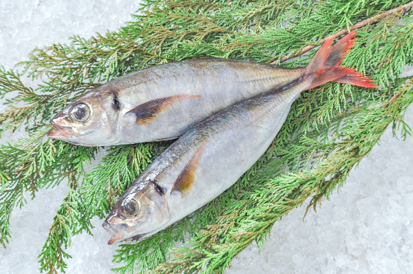 アカアジ 【業務用食材の仕入れなら八面六臂】