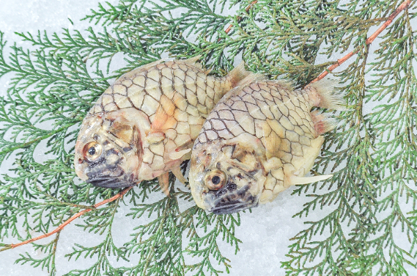 マツカサウオ（網物）