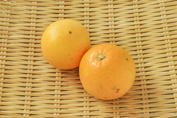 中嶋　中嶋さんのネーブルオレンジ
