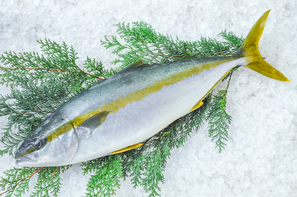 船上活〆養殖ヒラマサ 【業務用食材の仕入れなら八面六臂】