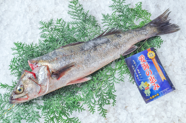 愛海の恵み（丸昌水産）　活〆スズキ（大分県佐伯産）