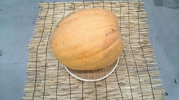 どて南瓜（観賞用）（次回入荷時に撮影してください）