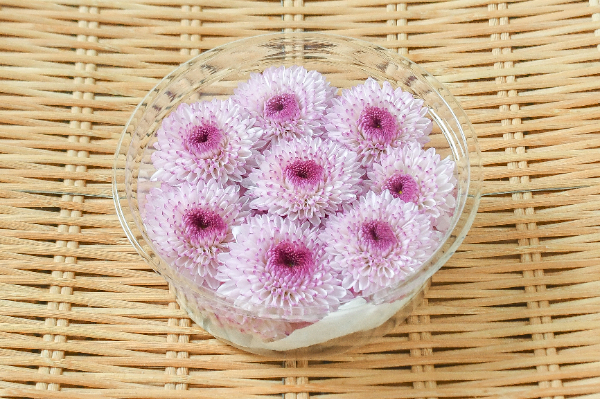 食用菊（ジュエルマム）（小菊薄ピンク）