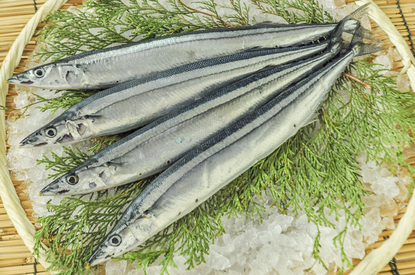 新サンマ 棒受網 八面六臂