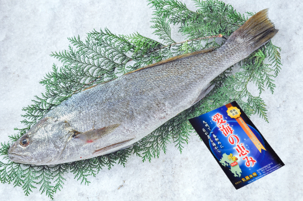 愛海の恵み（丸昌水産）　ニベ（大分県佐伯産）