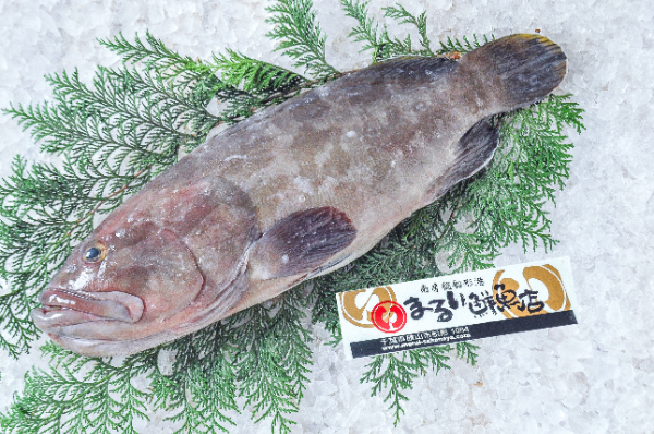 まるい鮮魚店　クエ（千葉県館山市船形産）