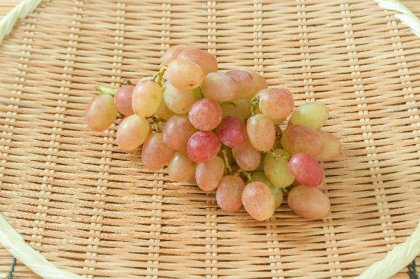 甲斐路ぶどうF4 甲斐路ぶどうF4 甲斐路ぶどうF4 ブドウ：カイジ（甲斐路）挿木苗5号