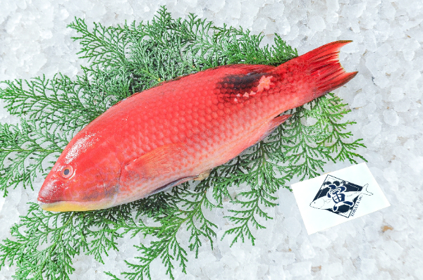 アカササノハベラ（定置網） 【業務用食材の仕入れなら八面六臂】