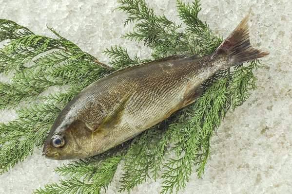 養殖イサキ 釣物 八面六臂