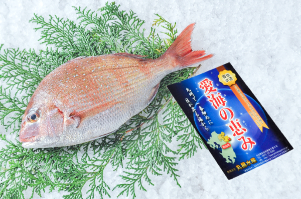 コダイ（定置網）